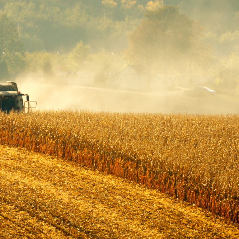 Por qué un largo legado de mejoramiento de maíz marca la diferencia 