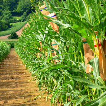 silage corn breeding